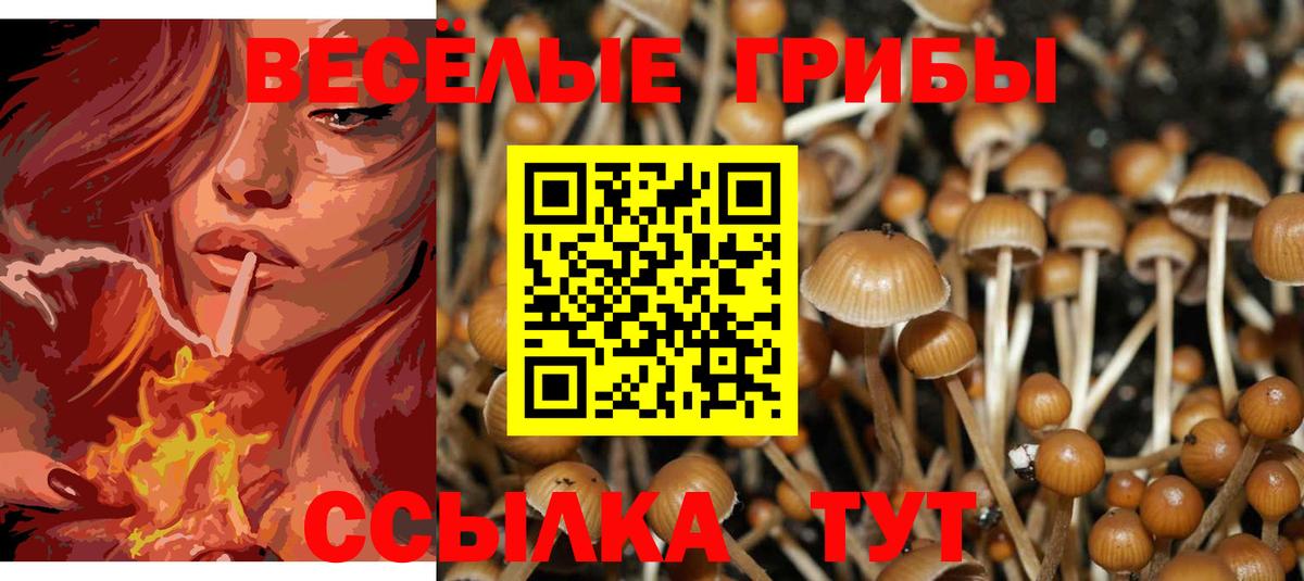 Кемерово  Псилоцибиновые грибы прущие грибы  Вход с VPN  Псилоцибиновые грибы GOLDEN TEACHER 